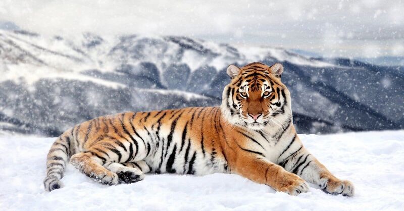 Berkas:Tiger.jpg