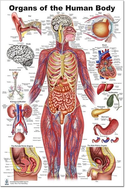 Berkas:Organ.jpg