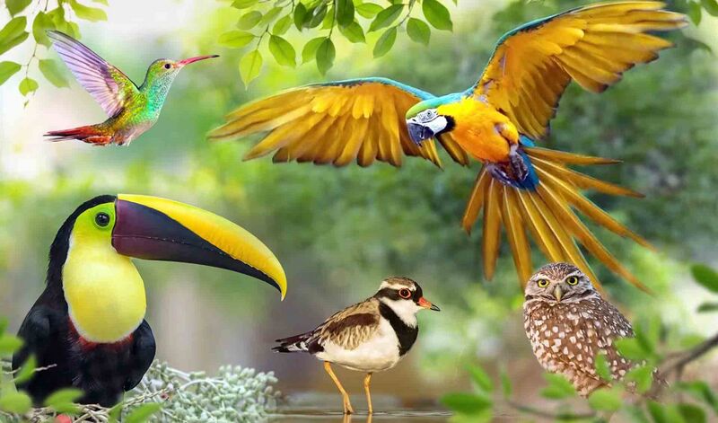 Berkas:Burung.jpg
